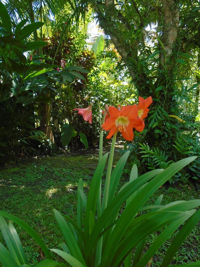 J And H Garden Cabinas Бокас дел Торо Екстериор снимка